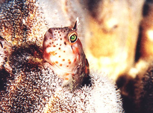(Hypsoblennius) Род ГИПСОБЛЕННИУСЫ 16 видов
